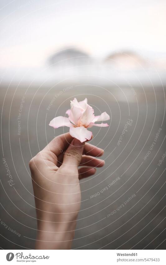 Nahaufnahme der Hand einer Frau, die eine Oleanderblüte hält halten weiblich Frauen Hände Blume Blumen Blüte Erwachsener erwachsen Mensch Menschen Leute People