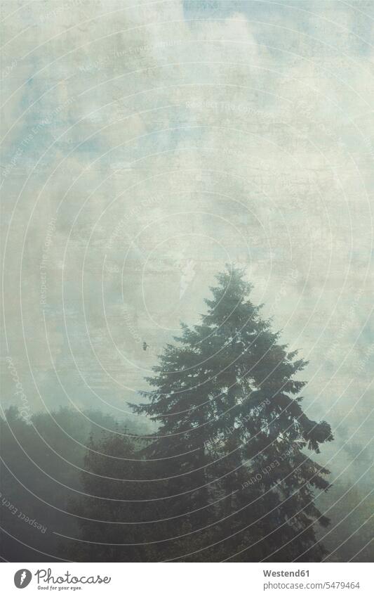 Deutschland, Wuppertal, Vogelsilhouette über Tanne bei Nebelwetter Außenaufnahme außen draußen im Freien Tag Tageslichtaufnahme Tageslichtaufnahmen