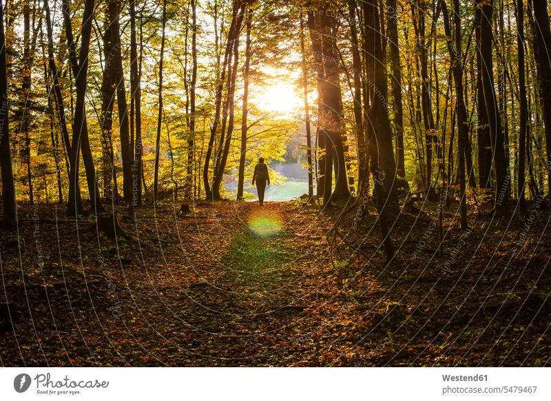 Weiblicher Forscher, der während des Sonnenuntergangs im Wald spazieren geht Farbaufnahme Farbe Farbfoto Farbphoto Außenaufnahme außen draußen im Freien Wälder