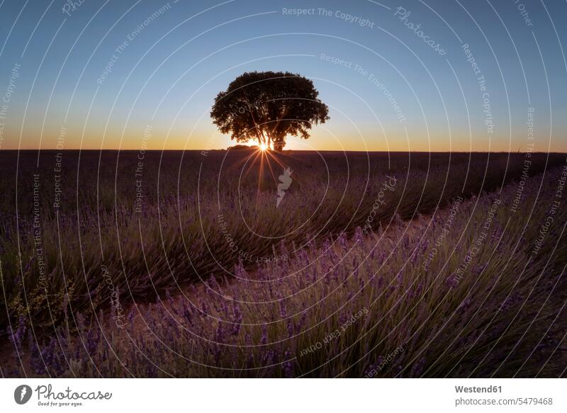 Frankreich, Provence, Lavendelfelder bei Sonnenuntergang Anbaufläche Anbauflaeche ländlich auf dem Land auf dem Lande Landschaft Landschaften Baum Bäume Baeume