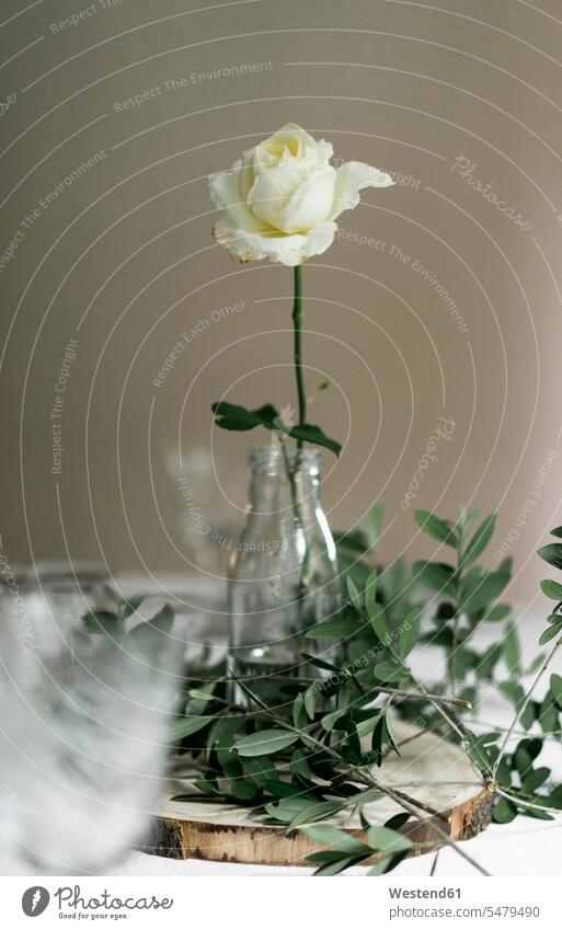 Mit weiß blühenden Rosen- und Olivenbaumzweigen geschmückter Esstisch Innenaufnahme Innenaufnahmen innen drinnen differenzierter Fokus Esstische Tisch Tische