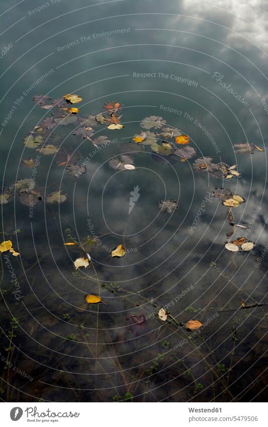 Herbstblätter auf der Wasseroberfläche eines Meeres Niemand Ruhe Beschaulichkeit ruhig Vergänglichkeit vergänglich herbstlich Wasseroberflaeche