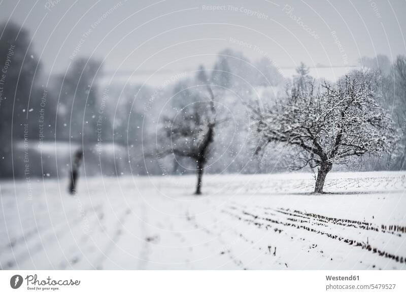 Deutschland, Vaihingen, Schneebedeckte Landschaft Winter winterlich Winterzeit Natur Schwarzweißaufnahme schwarzweiß schwarz-weiss Schwarzweißfoto