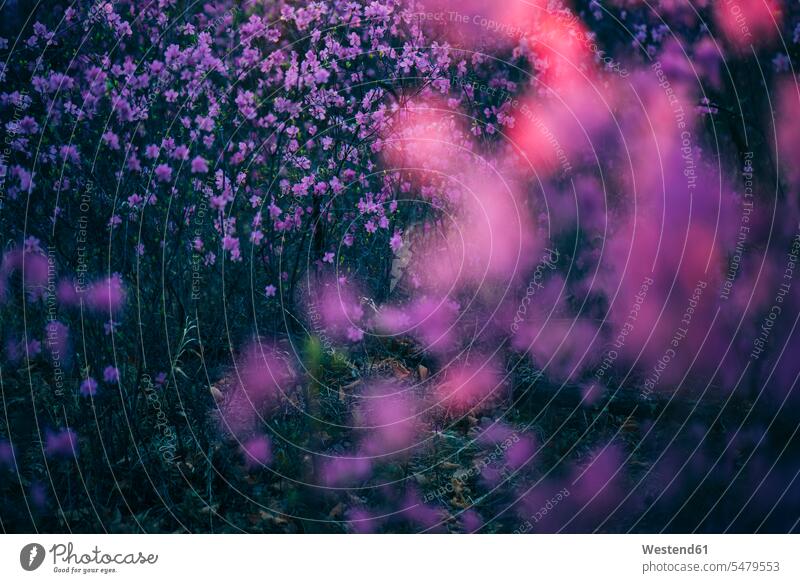 Rosa Wildblumen lila lilafarben violett blühen erblühen blühend Zerbrechlichkeit zerbrechlich Textfreiraum Fokus Auf Dem Hintergrund Fokus Auf Den Hintergrund