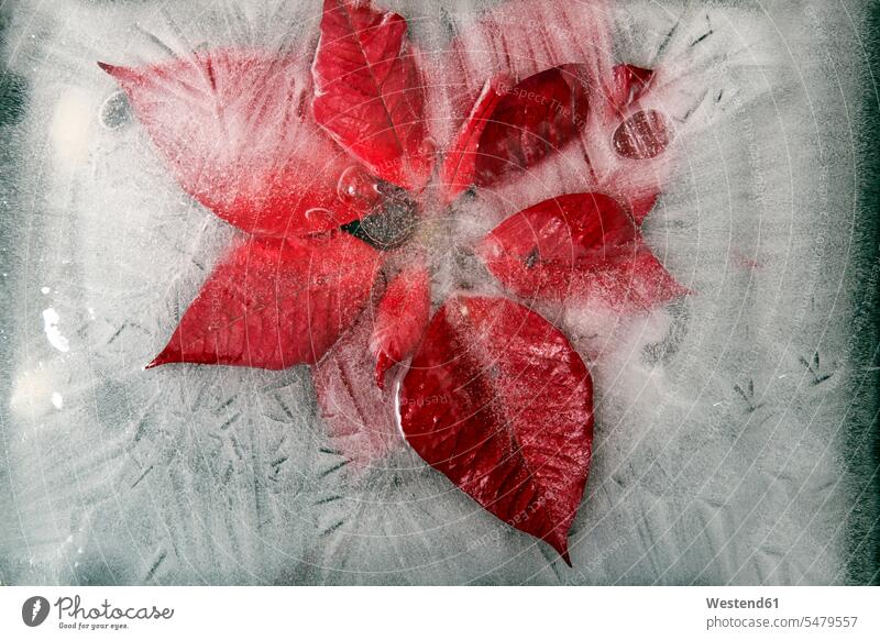 Eingefrorene Poisettia rot rote rotes roter Weihnachtsstern Poinsettie Euphorbia Pulcherrima Christstern eingefroren Eisblock Studioaufnahme Studioaufnahmen