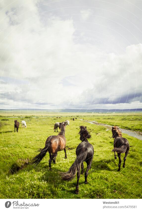 Island, Islandpferde auf Weideland Grünland Gruenland schwarz schwarzes schwarzer schwarzen braun Bach Baeche Bäche stehen stehend steht Gruppe Tiergruppe Tag