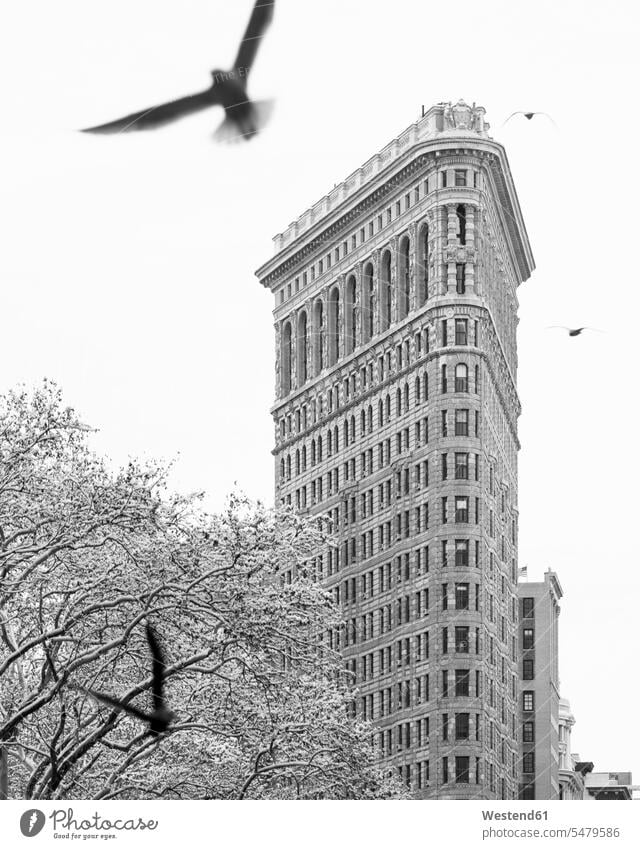 USA, New York, New York City, Flatiron Building mit nackten, schneebedeckten Bäumen und Gebot im Vordergrund, bw Außenaufnahme außen draußen im Freien