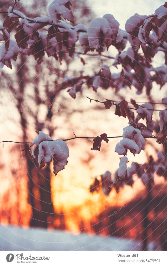 Nahaufnahme eines Blattes auf einem mit Schnee bedeckten Zweig im Wald Farbaufnahme Farbe Farbfoto Farbphoto Außenaufnahme außen draußen im Freien