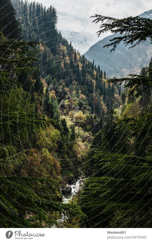 Fluss fließt durch ein bewaldetes Tal im Himalaya Außenaufnahme außen draußen im Freien Tag Tageslichtaufnahme Tageslichtaufnahmen Tagesaufnahme am Tag