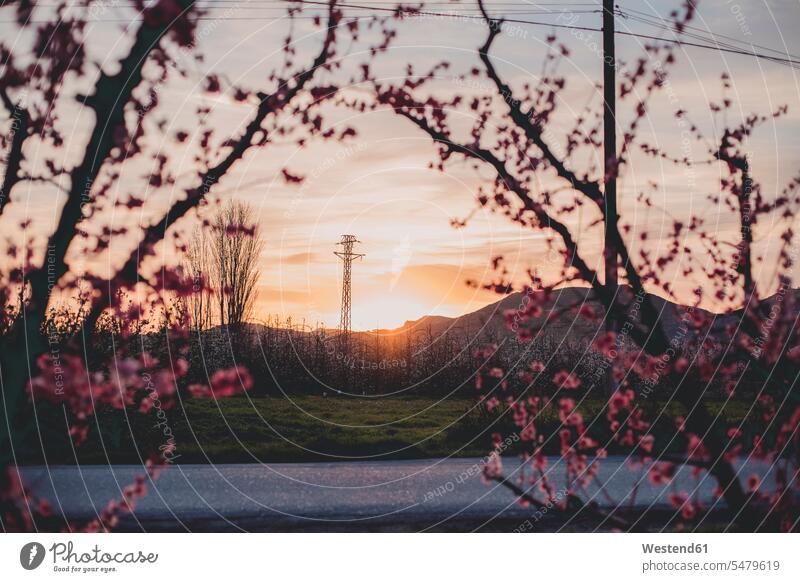 Spanien, Lleida, Sonnenuntergang bei Pfirsichblüte Strommaste abends Farben Farbtoene Farbton Farbtöne pinkfarben rosa rosafarben Travel Landschaften