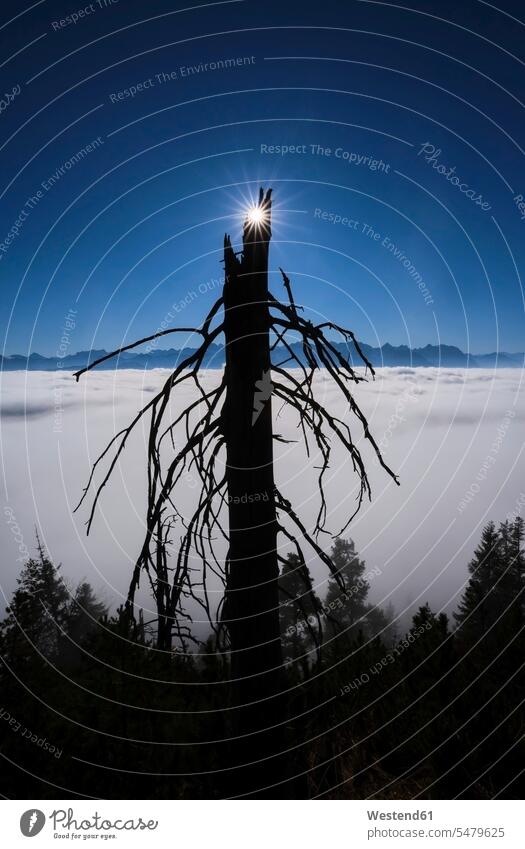 Sonne scheint über der Silhouette eines kahlen Baumes, der in dichten Nebel gehüllt am Walchensee steht Außenaufnahme außen draußen im Freien Tag
