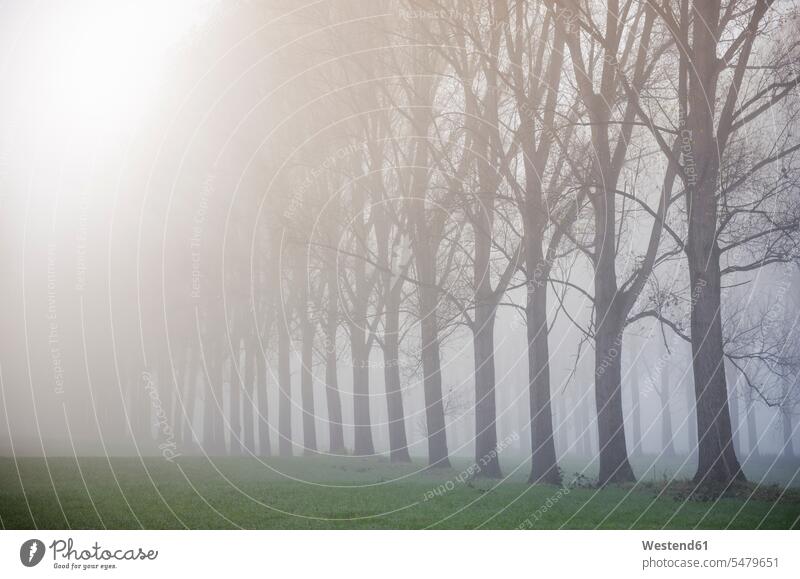 Deutschland, Nordrhein-Westfalen, Neuss, Nebel in Rheinauen Stimmung stimmungsvoll ländliches Motiv nicht städtisch Reise Travel Baum Baeume Bäume Landschaft