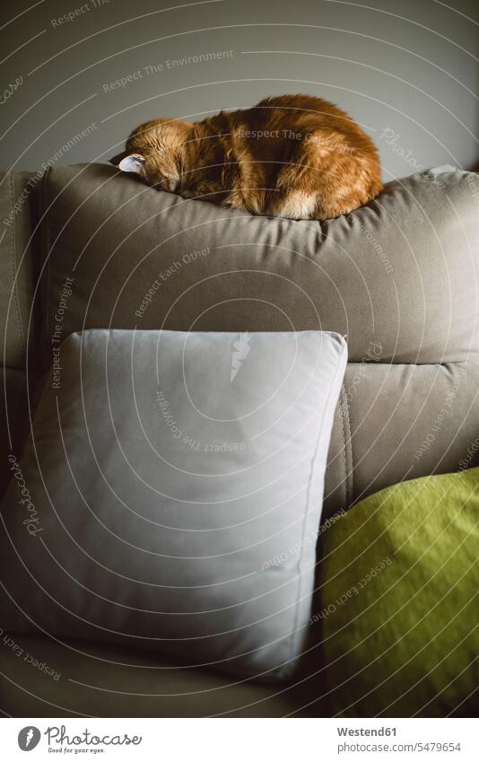 Brown Ginger Katze schlafen mit Gesicht über Sofa im Wohnzimmer Farbaufnahme Farbe Farbfoto Farbphoto Innenaufnahme Innenaufnahmen innen drinnen Tag