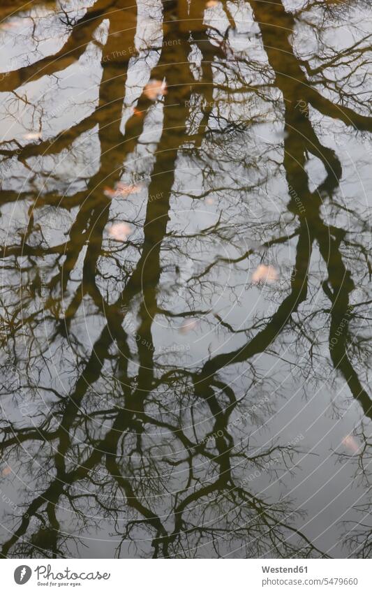 Reflexion eines kahlen Baumes auf der Wasseroberfläche eines Sees winterlich Winterzeit Seen Wasseroberflaeche Wasseroberflaechen Wasseroberflächen außen