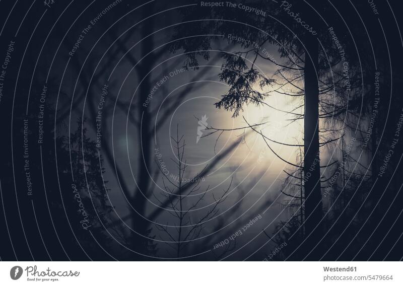 Bäume und Vollmond Niemand Baum Baeume Ruhe Beschaulichkeit ruhig Nachtaufnahme bei Nacht Nachtaufnahmen nachts Nebel nebelig Baumstamm Stamm Stämme Baumstämme