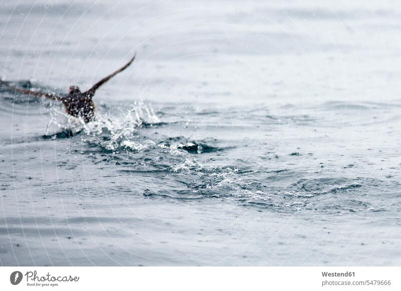 Norwegen, Papageientaucher auf Wasser mit Regentropfen Niemand starten Wildtier Wildtiere ein Tier 1 Ein Tier einzeln eins Einzelnes Tier abheben