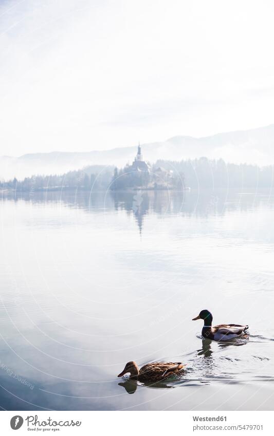 Slowenien, Gorenjska, Bled, Paar Stockenten schwimmen auf dem Bleder See mit der Insel Bled dahinter an einem nebligen Wintermorgen Seen Natur Aussicht Ausblick