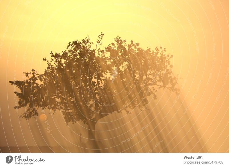 Kiefer bei Sonnenaufgang Spanien Natur Morgensonne Gegenlicht Gegenlichtaufnahme Gegenlichtaufnahmen Außenaufnahme draußen im Freien Stimmungsvoller Himmel