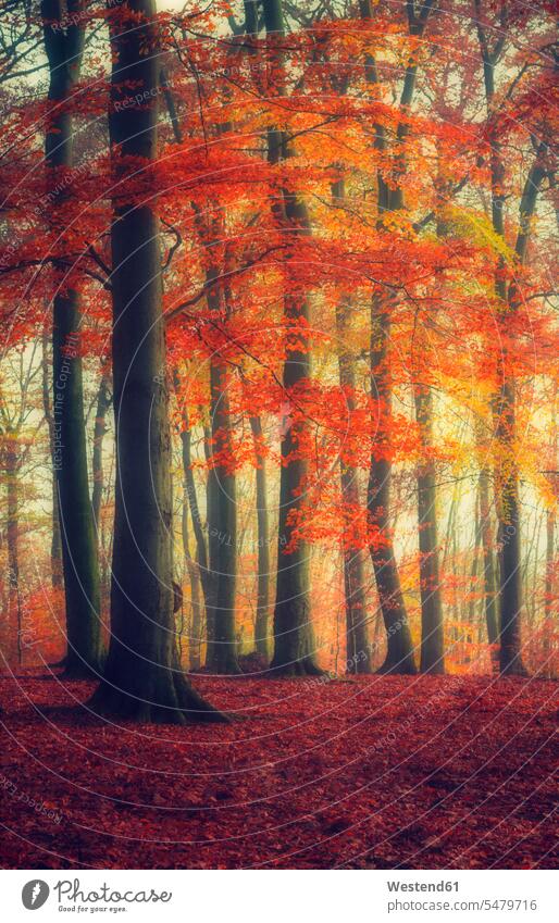 Herbstlicher Wald Sommer Sommerzeit sommerlich leuchtende Farbe leuchtende Farben Herbstmorgen Morgenstimmung Wälder Forst Herbstlaub Herbstwald morgens Frühe