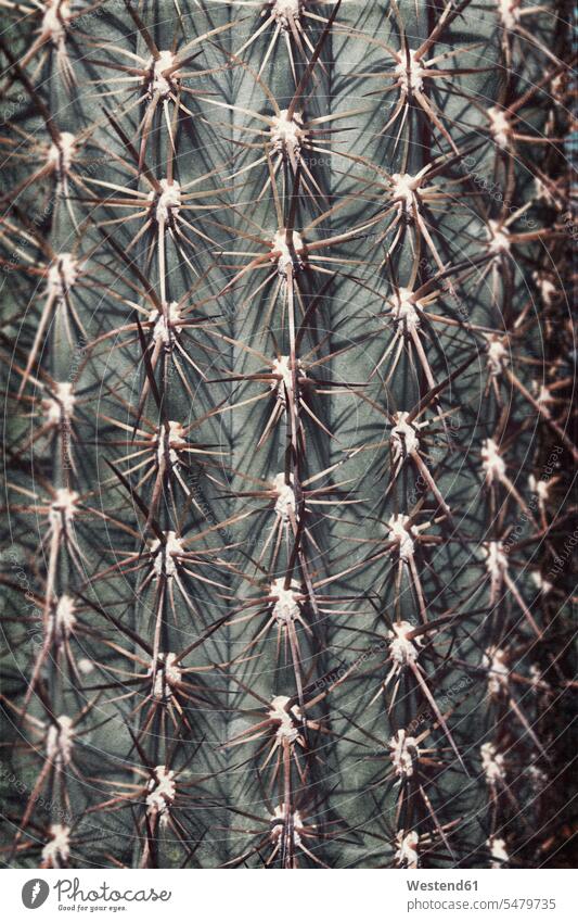 Nahaufnahme eines Kaktus, Stiche Tag am Tag Tageslichtaufnahme tagsueber Tagesaufnahmen Tageslichtaufnahmen tagsüber Zimmerpflanze Zimmerpflanzen Formatfüllend