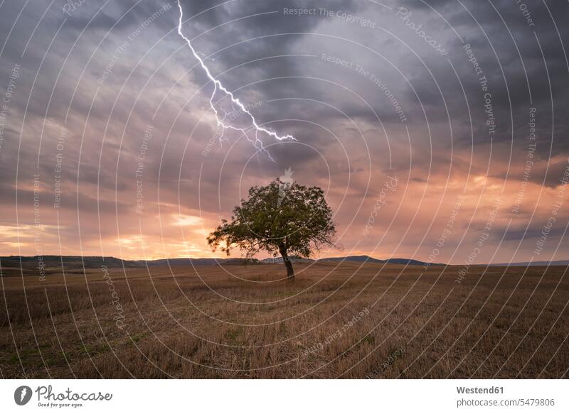 Blitz über einsamen Baum bei malerischem Sonnenuntergang Stimmung stimmungsvoll ländliches Motiv nicht städtisch Reise Travel Himmel Bäume Baeume Burgos