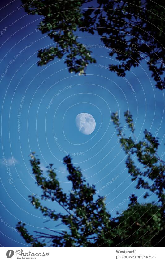 Wachsender Mond gegen blauen Himmel in der Abenddämmerung Außenaufnahme außen draußen im Freien Dämmerung Abendstimmung abends Atmosphäre Flachwinkelansicht