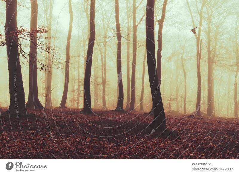 Nebliger Herbstwald in der Morgendämmerung Außenaufnahme außen draußen im Freien Jahreszeit Jahreszeiten Wetter Nebel nebelig Stimmung stimmungsvoll Atmosphäre