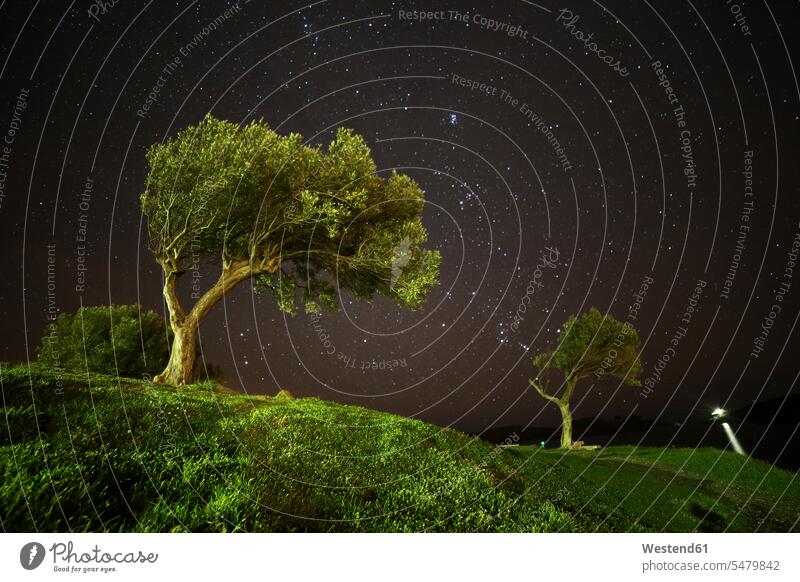 Spanien, Cadaques, Olivenbäume unter Sternenhimmel Nacht nachts Schönheit der Natur Schoenheit der Natur Sternhimmel surreal surrealistisch unwirklich krumm