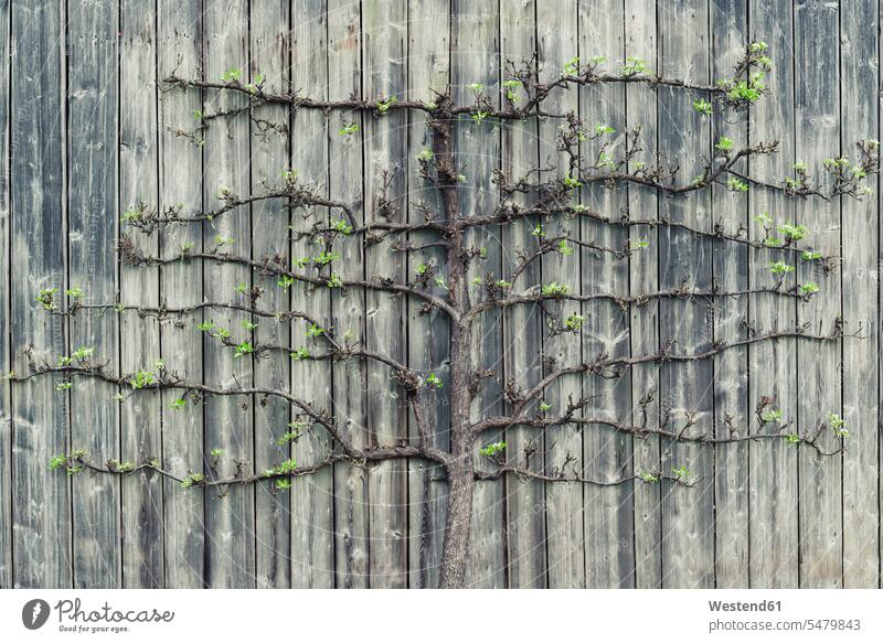 Birnbaum, der auf einer alten Holzmauer wächst Schönheit der Natur Schoenheit der Natur Frühling Frühjahr Lenz Außenaufnahme draußen im Freien natürlich