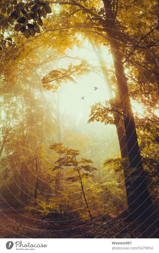 Laubwald im Herbst, Frühdunst und fliegende Vögel Schönheit der Natur Schoenheit der Natur Flug Flüge Fluege Morgenlicht morgendliches Licht Gegenlicht