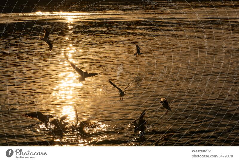 Scherenschnittvögel fliegen bei Sonnenuntergang über den Tegernsee, Bayern, Deutschland Tiermotive Tierthemen Tiere Tierwelt Wildleben wildlife Flügel Schwinge