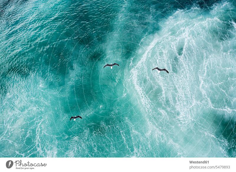 Drei Möwen fliegen über den Nordatlantik Moewe Laridae Moewen Textfreiraum Schönheit der Natur Schoenheit der Natur Weite weit Strömung Strömungen Strom Flug