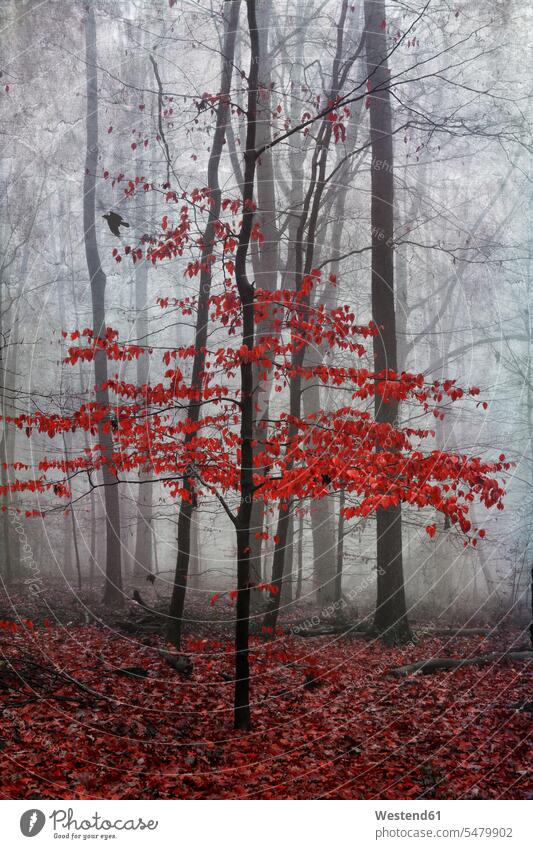 Hainbuche im Wald im Herbst in Wuppertal, Deutschland Farbaufnahme Farbe Farbfoto Farbphoto Tag Tageslichtaufnahme Tageslichtaufnahmen Tagesaufnahme am Tag