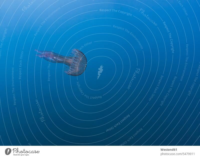 Frankreich, Korsika, Unterwasseransicht eines malvenfarbenen Stachels (Pelagia noctiluca), der im blauen Wasser des Mittelmeers schwimmt ein Tier Einzelnes Tier