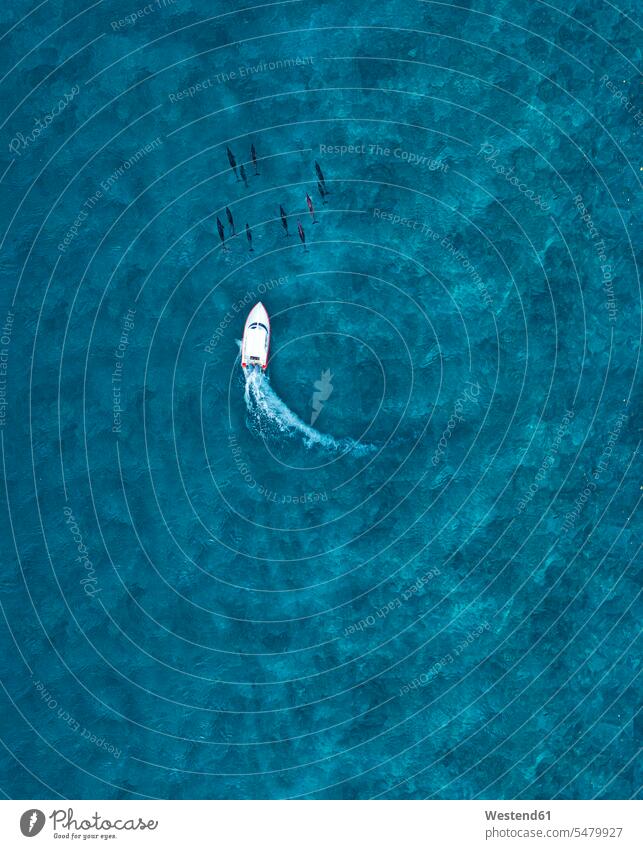 Luftaufnahme von Motorboot jagt pod von Delphinen in blauen Meer Außenaufnahme außen draußen im Freien Tag Tageslichtaufnahme Tageslichtaufnahmen Tagesaufnahme