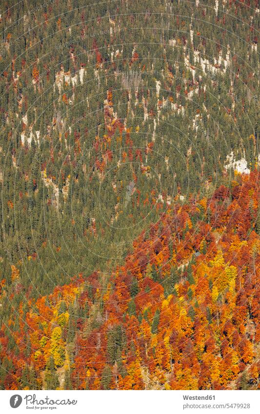 Hochwinkelaufnahme von Grün- und Orangenbäumen im Herbst, Altaussee, Salzkammergut, Steiermark, Österreich Farbaufnahme Farbe Farbfoto Farbphoto Außenaufnahme