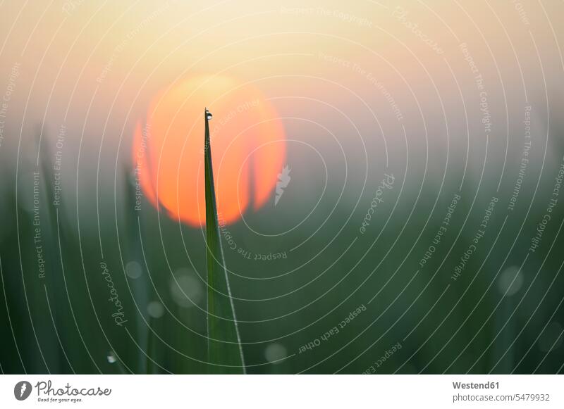 Deutschland, Bayern, Sonnenaufgang, Tautropfen auf Maisblättern, Nahaufnahme Wassertropfen Tropfen Frische frisch Morgenrot Morgenröte Morgenroete