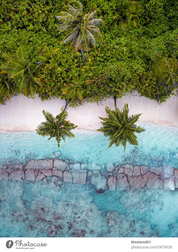 Malediven, Kolhumadulu-Atoll, Luftaufnahme der bewaldeten Küstenlinie der Insel Kanimeedhoo Außenaufnahme außen draußen im Freien Tag Tageslichtaufnahme