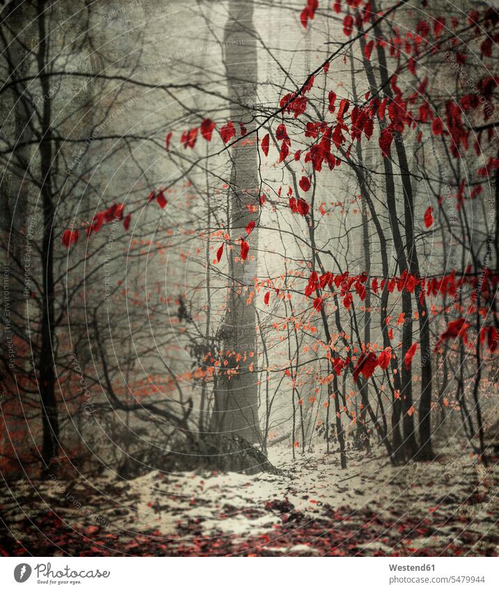 Winterwald mit letzten Blättern winterlich Winterzeit Laub Blatt geheimnisvoll mystisch Melancholie melancholisch Herbstblatt Herbstblaetter Herbstblätter