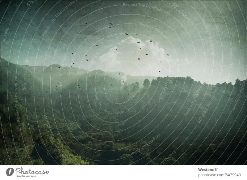 Spanien, La Palma, bewaldete Berge in der Abenddämmerung Wolke Wolken Baum Bäume Baeume Tierwelt Fauna Tierwelten Tiermotive Tierthemen ländlich auf dem Land