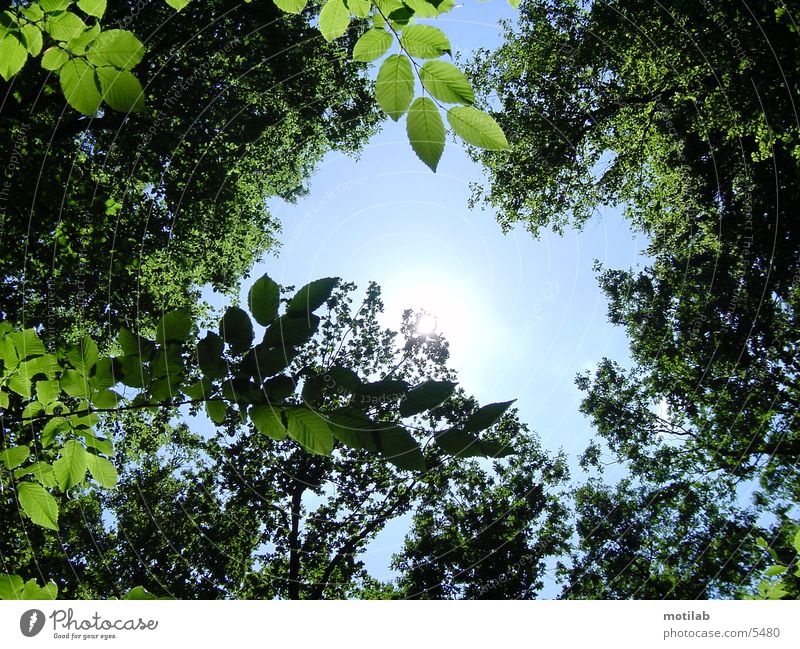 sonnenreflex °2 Baum Reflexion & Spiegelung Sommer Himmel Sonne