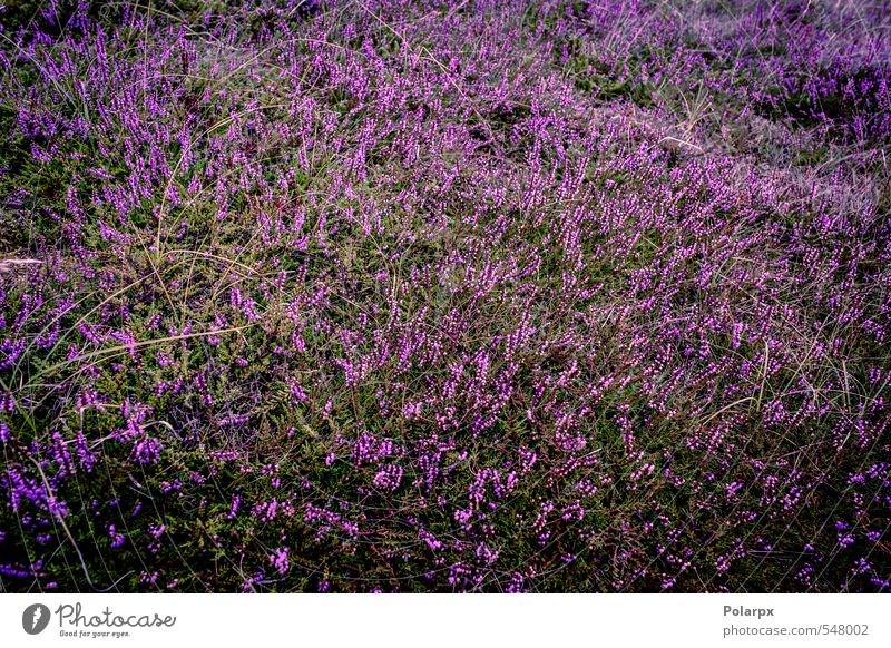 Heidekraut schön Sommer Garten Dekoration & Verzierung Natur Landschaft Pflanze Herbst Blume Gras Blüte Wiese natürlich wild grün rosa Farbe Bergheide purpur