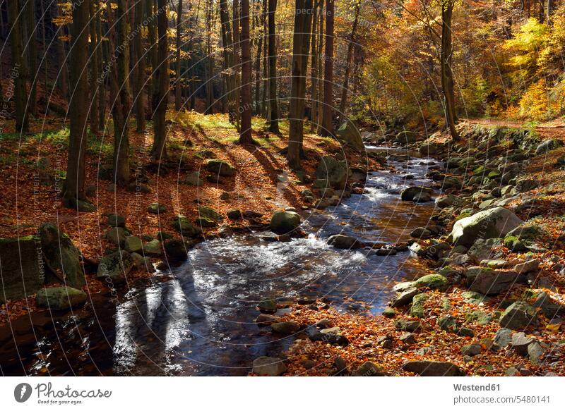 Deutschland, Sachsen-Anhalt, Nationalpark Harz, Ilse im Ilsetal im Herbst Herbststimmung Herbstlaub Laubbaum Laubbaeume Laubgehölze Laubgehoelze Laubbäume