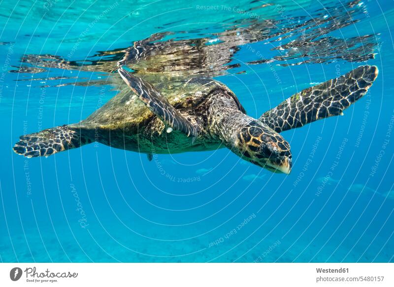 Echte Karettschildkröte, Eretmochelys imbricata Meerestier Meerestiere Wasser Wildtier Wildtiere Ganzkörperansicht Ganzansicht Ganzkörperaufnahme Ganzaufnahme