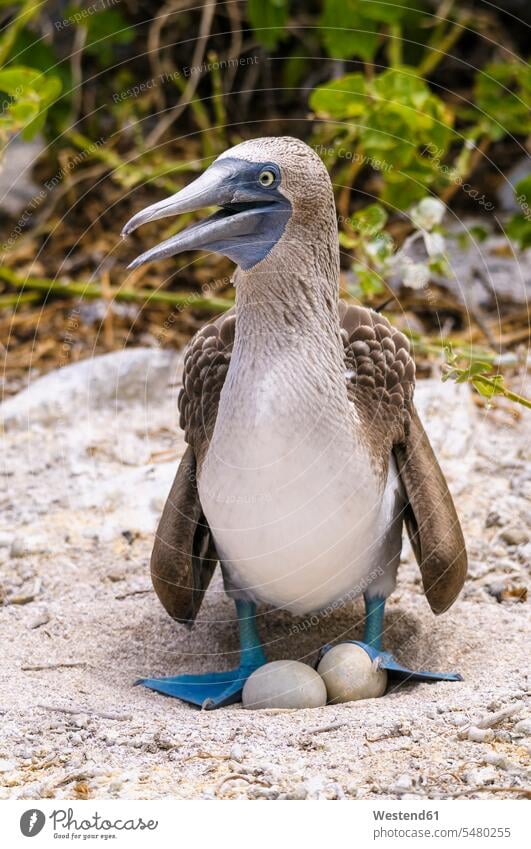 Ecuador, Galapagos-Inseln, San Cristobal, Blaufußtölpelzucht Fürsorge kümmern fürsorglich Pflege Sula Nebouxii Ei Eier Niemand Reise Travel Tierwelt Fauna