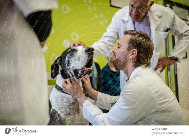 Tierarzt untersucht Deutsche Dogge Hund Hunde Tiermediziner Tierärzte Veterinär Veterinäre untersuchen prüfen Haustier Haustiere Tierwelt Tiere Veterinärmedizin