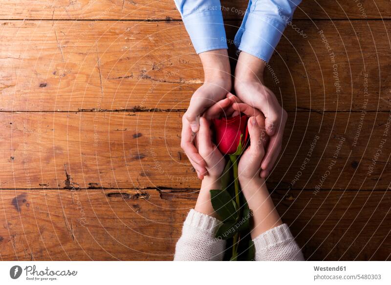 Hände eines jungen Paares, das eine rote Rose hält berühren Berührung anfassen hölzern rustikal Liebesbeweis Liebesbeweise Liebeserklärung Zweisamkeit