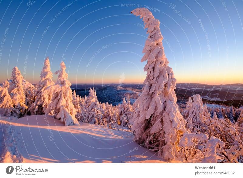 Deutschland, Bayern, Bayerischer Wald im Winter, Großer Arber, Arbermandl, schneebedeckte Fichten am Abend Außenaufnahme draußen im Freien Gegenlicht