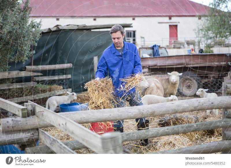 Bauer gibt Schafen auf dem Bauernhof Heu Ovis Farmen Bauernhoefe Bauernhöfe Landwirte geben überreichen füttern Säugetier Mammalia Saeugetiere Säugetiere Tier