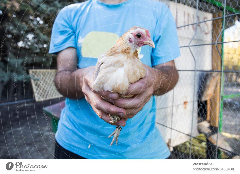Hände eines Mannes, der auf einem Bauernhof ein Huhn hält halten Hühner Huehner Landwirte Farmen Bauernhoefe Bauernhöfe Vogel Vögel Aves Voegel Tier Tierwelt